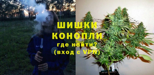 сатива Новозыбков